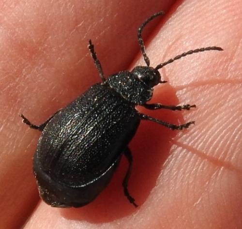 Galeruca pomonae